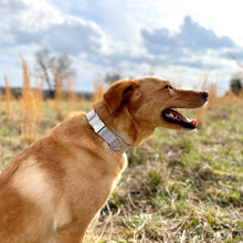 Load image into Gallery viewer, Gray dog collar in ditsy dot design with silver buckle from The Oxford Dog. 
