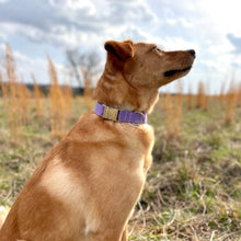 Load image into Gallery viewer, Purple polka dots dog collar from The Oxford Dog.
