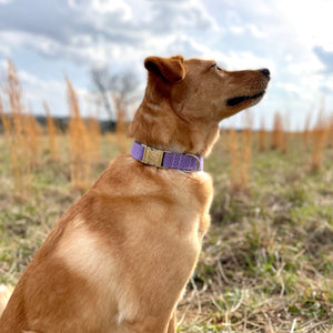 Purple polka dots dog collar from The Oxford Dog.
