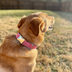 Red gingham dog collar from The Oxford Dog. 