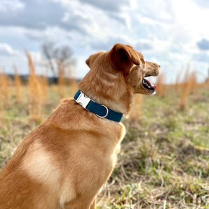 Solid blue dog collar from The Oxford Dog.