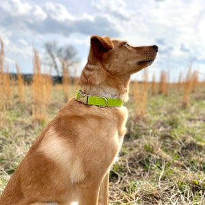 Solid chartreuse dog collar from The Oxford Dog.
