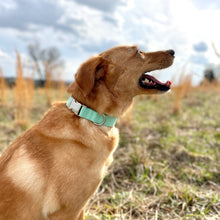 Load image into Gallery viewer, Solid mint dog collar from The Oxford Dog.
