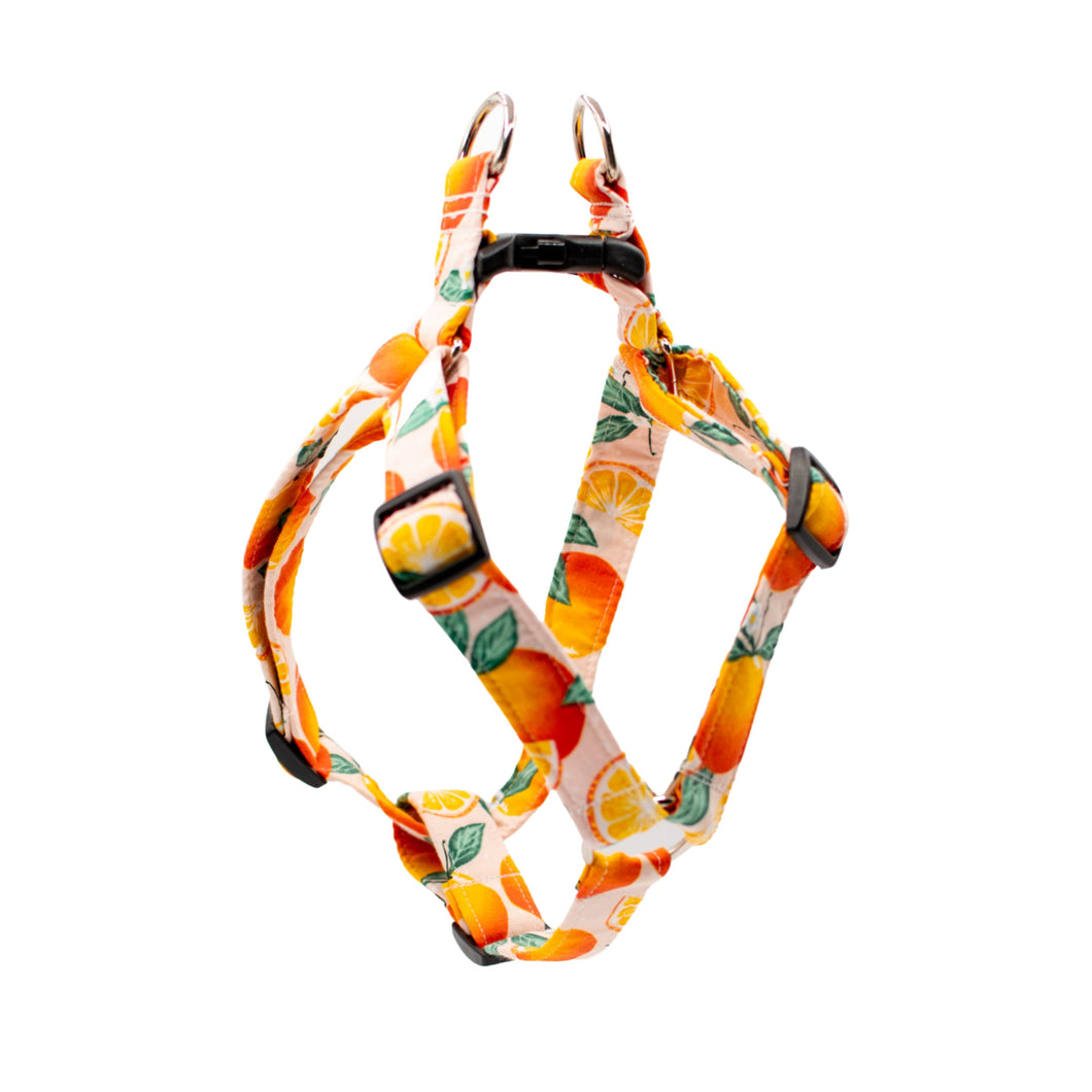 Oranges Dog Harness