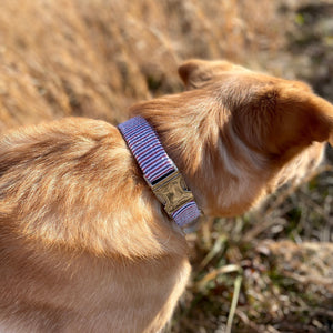 American seersucker dog collar from The Oxford Dog. 