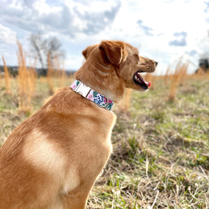 Colorful watercolor floral dog collar from The Oxford Dog.