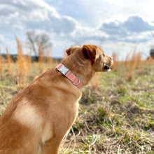 Load image into Gallery viewer, Burnt orange ditsy dots dog collar with silver buckle from The Oxford Dog.  Edit alt text
