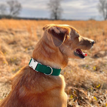 Load image into Gallery viewer, Solid Enchanted blue green dog collar from The Oxford Dog. 
