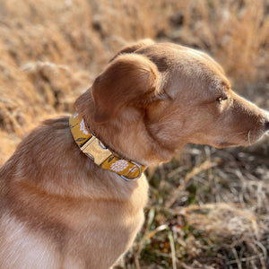Yellow mustard floral dog collar from The Oxford Dog. 