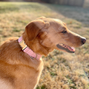 Pink gingham dog collar from The Oxford Dog. 