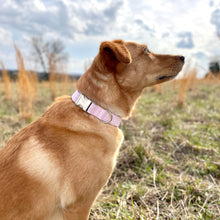 Load image into Gallery viewer, Pink Oxford dog collar from The Oxford Dog.
