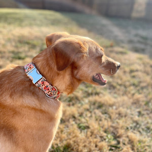 Rosa Peach dog collar from The Oxford Dog. 