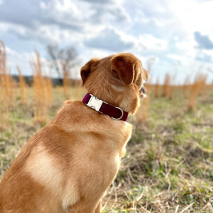 Solid burgundy dog collar from The Oxford Dog.