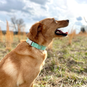 Solid mint dog collar from The Oxford Dog.