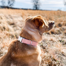 Load image into Gallery viewer, Solid peach dog collar from The Oxford Dog. 
