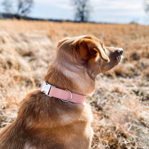 Solid peach dog collar from The Oxford Dog. 