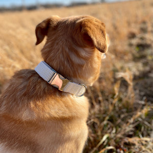 Yellow seersucker dog collar from The Oxford Dog.