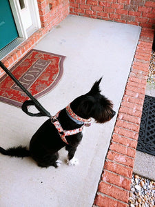 Peach dog harness from The Oxford Dog.